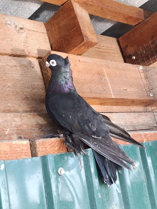 Продаю голубей 15000