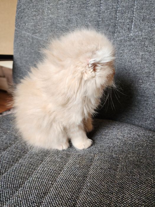 Продам домашних котят