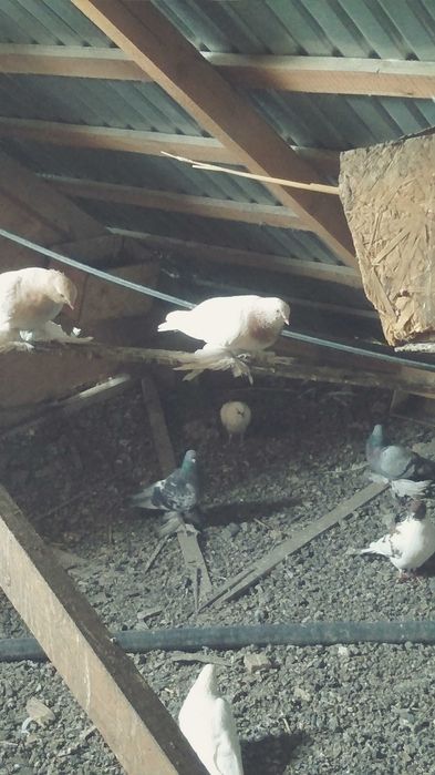 Продам голубей игровых