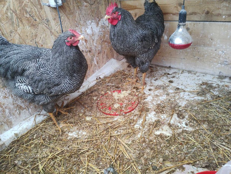 Vând cocosi de 7 luni