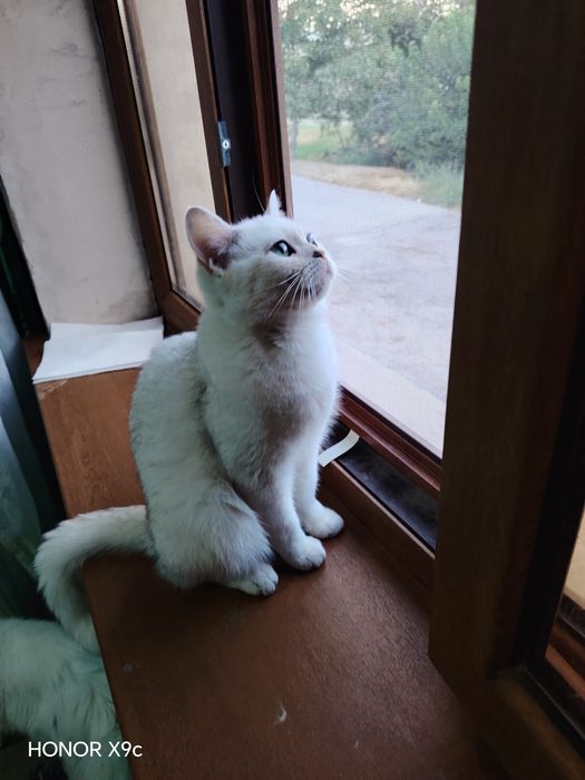 Biritanski shinshilla qiz sotiladi