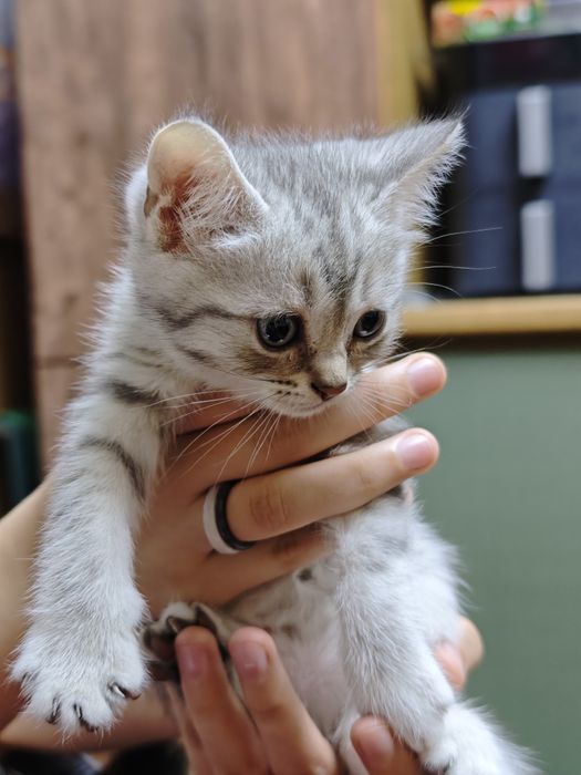Котик скоттиш страйт