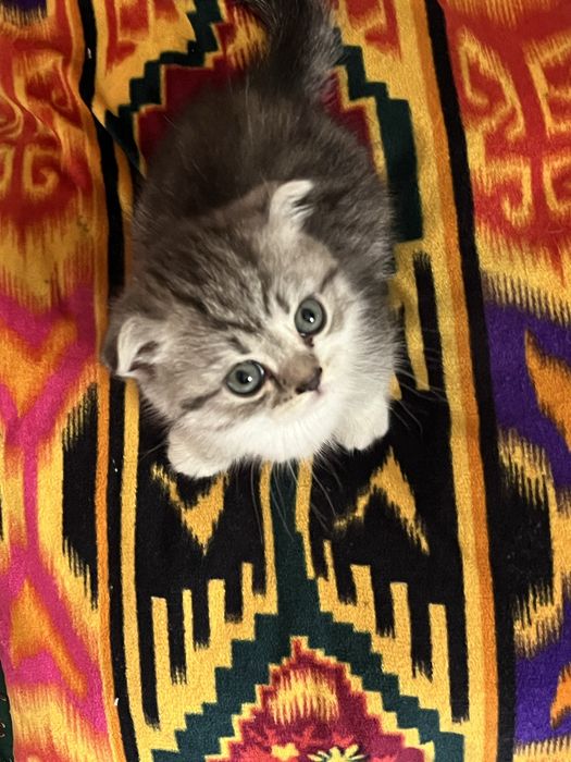 Кошка пародисты красивый