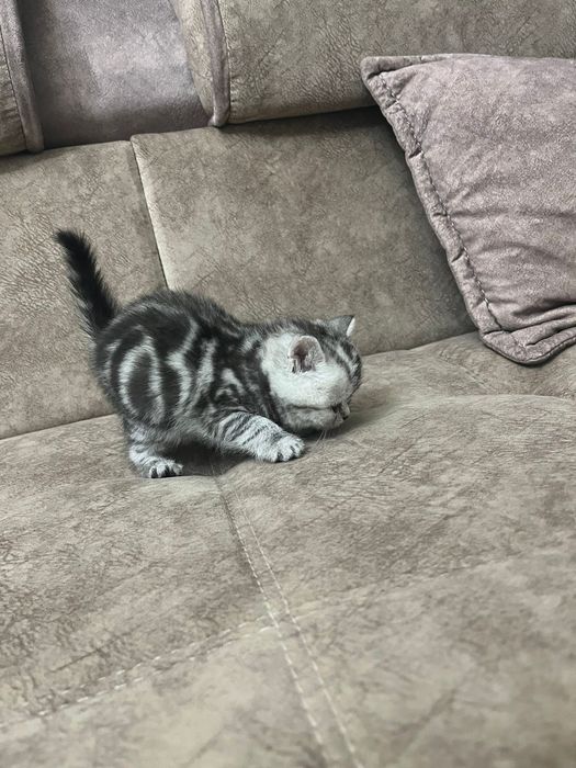 Котики и кОшеЧки шотландские