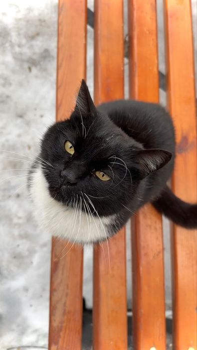 Отдам кота, ищу дом для кота