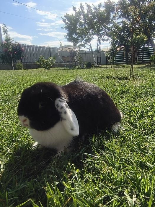 Holland Lop femeluță
