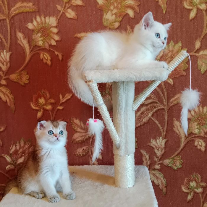 Девочка золотая Шиншила Скоттиш фолд