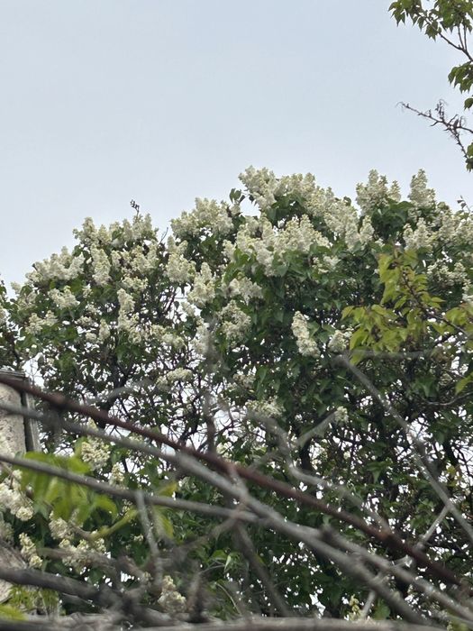 Дача Заря Востока