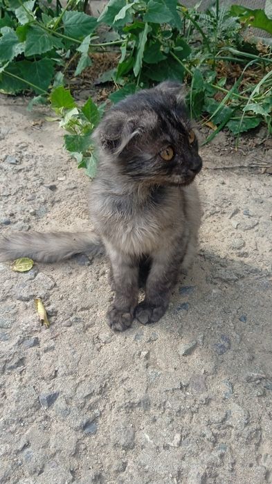 Котёнок ласковый