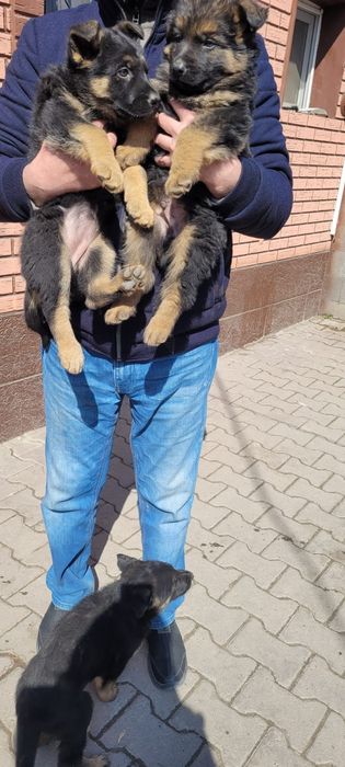 Щенки овчарки 2 месяца