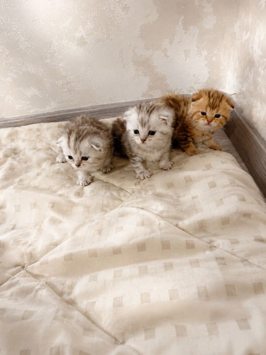 Котенок скоттиш-страйт