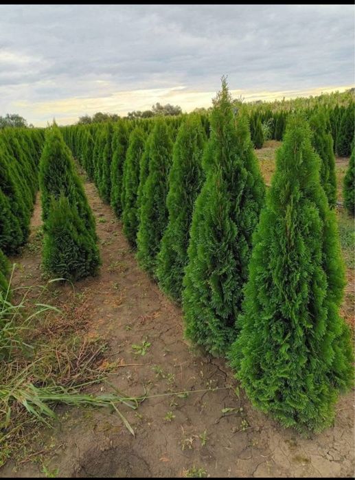 Tuia Smarald- gard viu elegant si de calitate