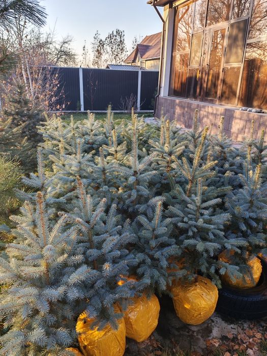Ели голубые от 70 до 90см