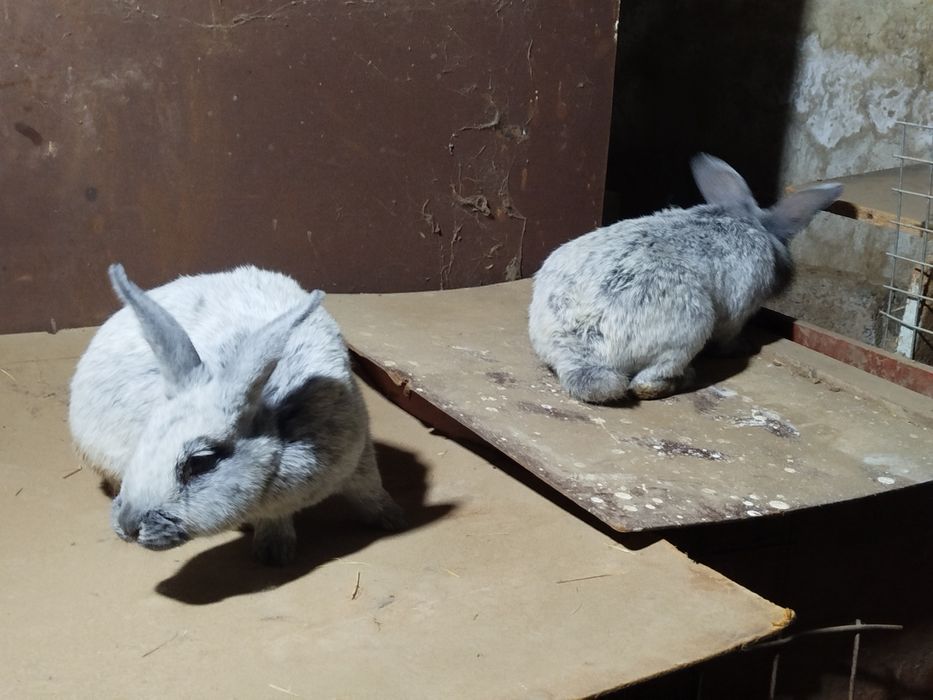 Paltavskiy quyon sotiladi