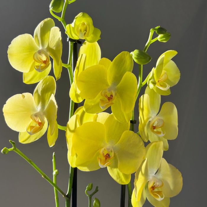 Орхидея, орхидеи! Высокие! На подарок!