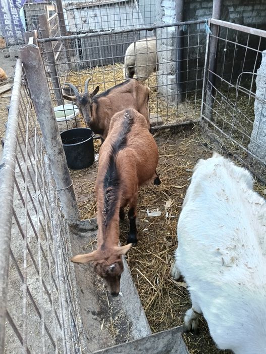 Vând capre de lapte rasa alpin francez si saanen rasa alpina franceza