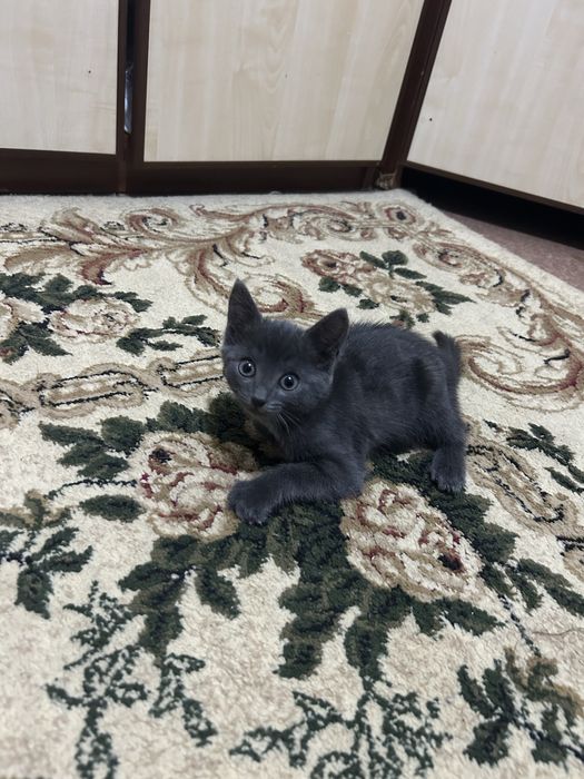 Котенок в хорошие руки
