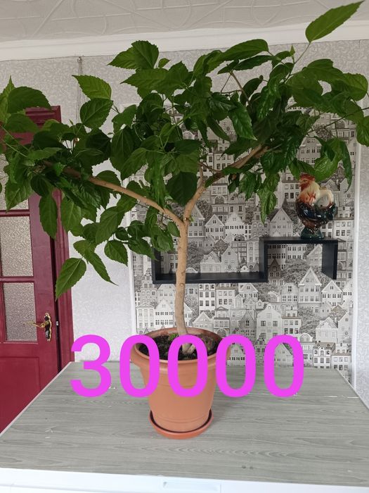 Продам цветы разные