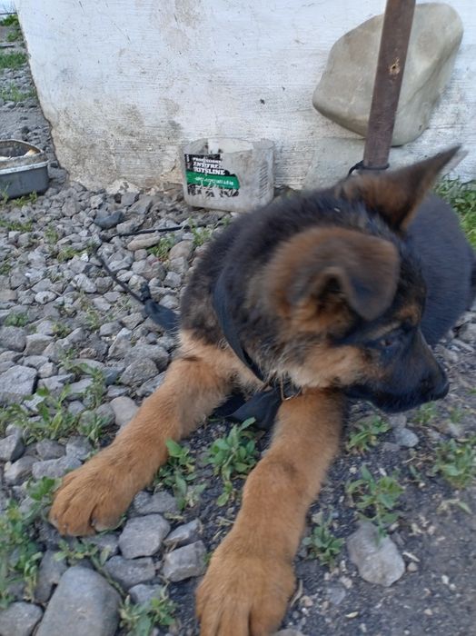 Щенок Немецкой овчарки