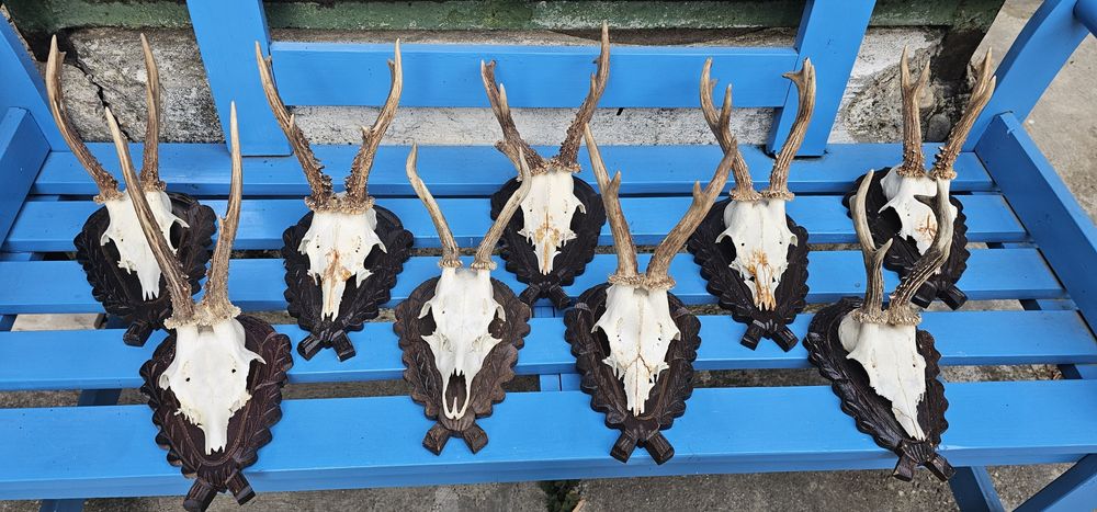 Trofee căprior aduse din Germania!