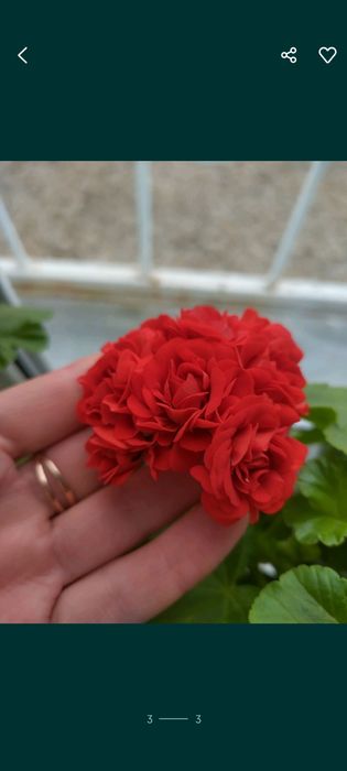 Комнатные цветы. Сортовые сорта герани