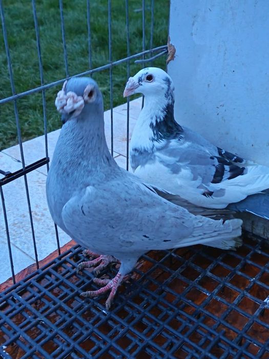 vând porumbei voiajori italie si duduros