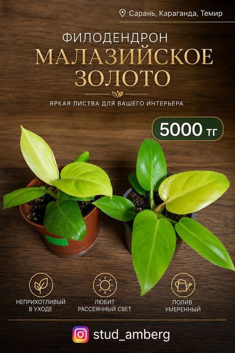 Филодендрон 1 ...