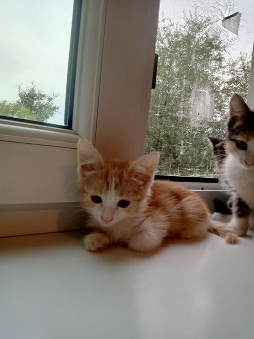 Котята ищут своего хозяина
