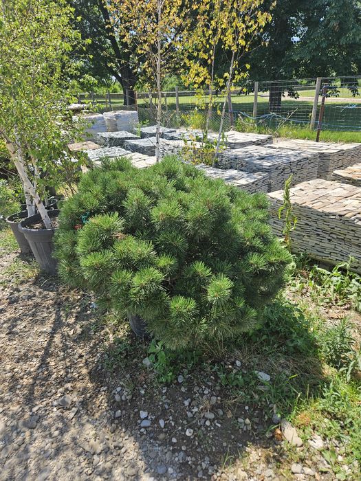 Bambus  pothinia  copaci