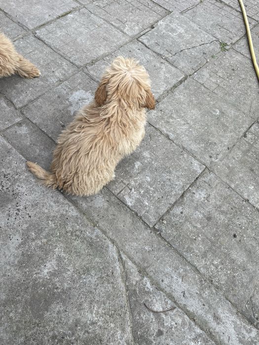 Продавам кученца пудели