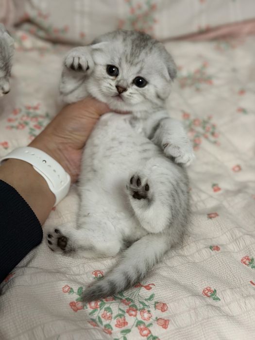 Мушук котята серебро табби шиншилла