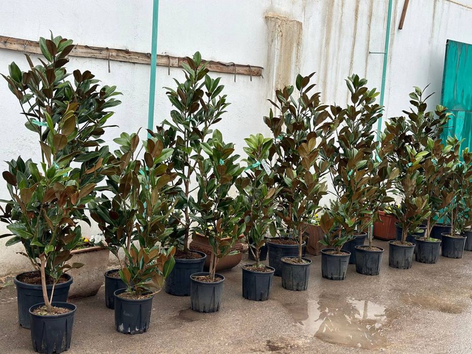 Магнолия Грандифлора ЛитлДжем Италия