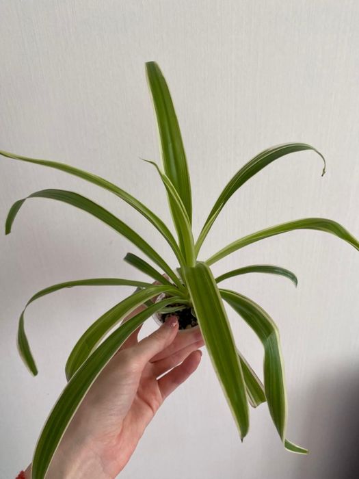 Хлорофитум хлорофитум