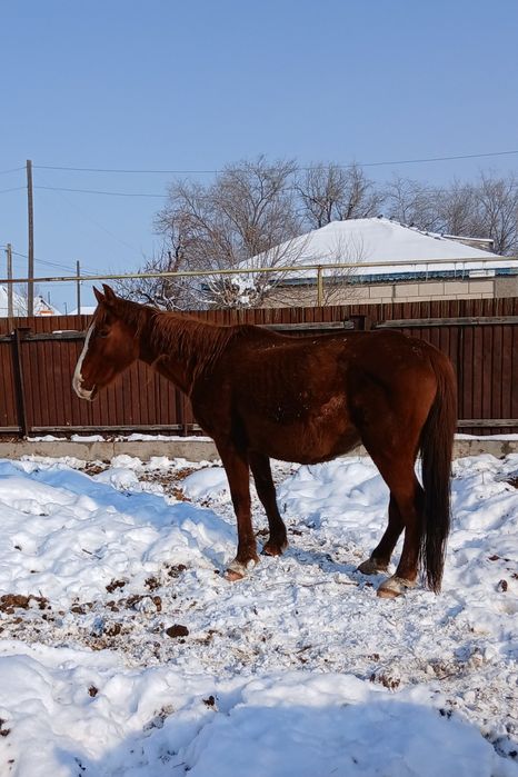 Буаз биелер сатылады жылкы