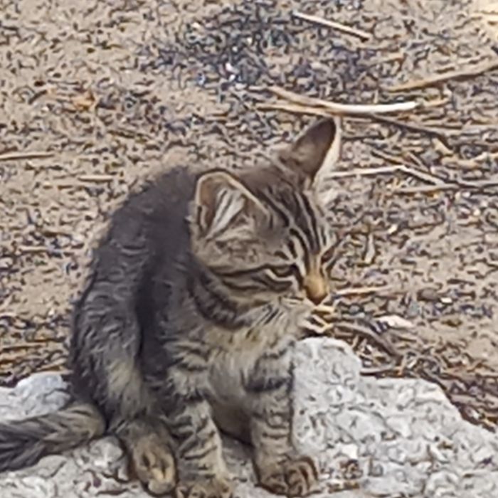 Отдам котят 1.5 месц
