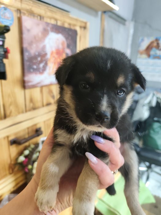 Ищут дом 2 девчонки!