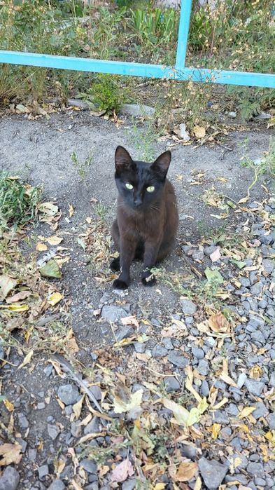 Дарю котенка подростка