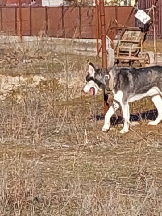 Сибирский Хаски 6 лет