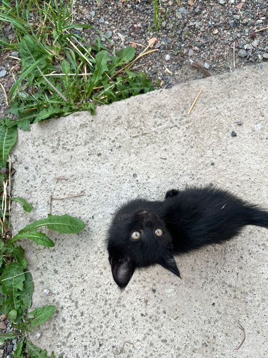 Кошки/котята/домашние животные