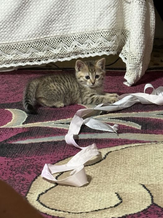 Шатланские котята