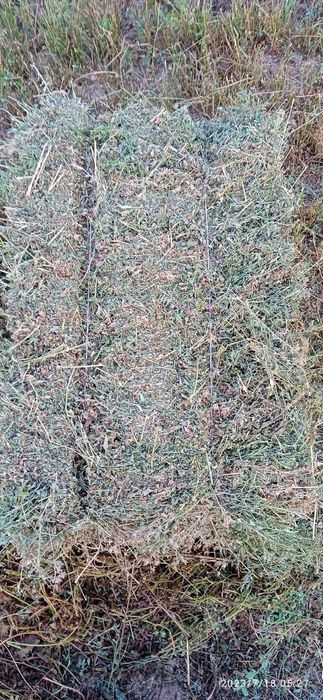 Беда прис  23 Минг