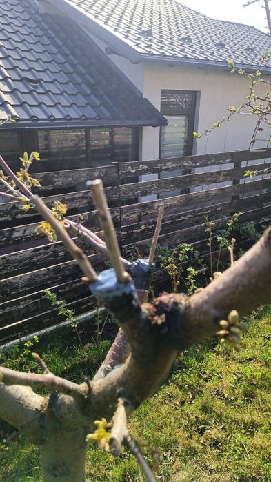 Taieri de rodire, plantare, altoire, formare pomi, îngrijire conifere