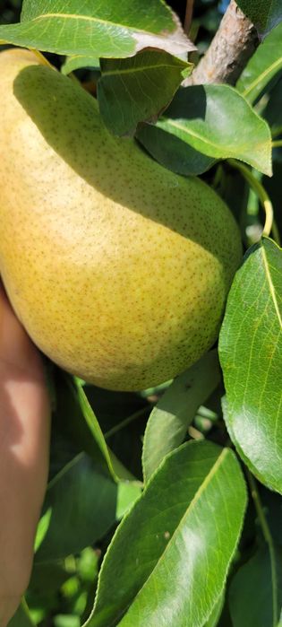 Pere "Margareta" - pentru masa si pentru industrie