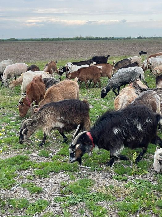 Vand 5 capre  grase bune pentru sacrificare sau de tinut