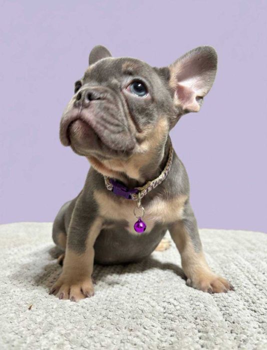 французский бульдог