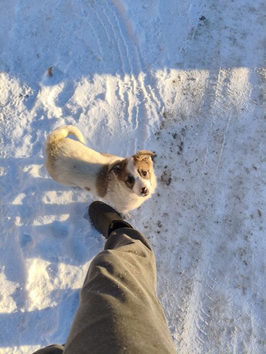 Donez 3 catei de curte