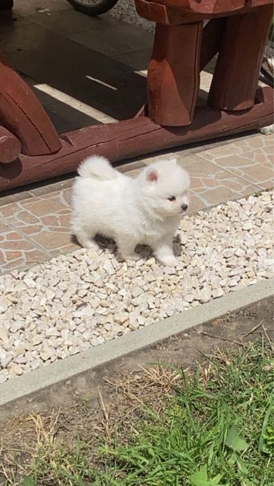 Pomeranian Mini De vanzare femela cu teste la zi si transport in tara