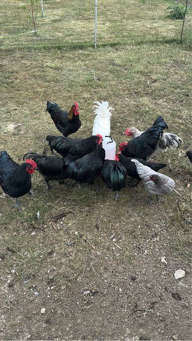 Cocosi australop