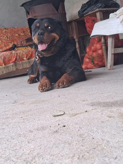 Toza qon itga garantyasi bor