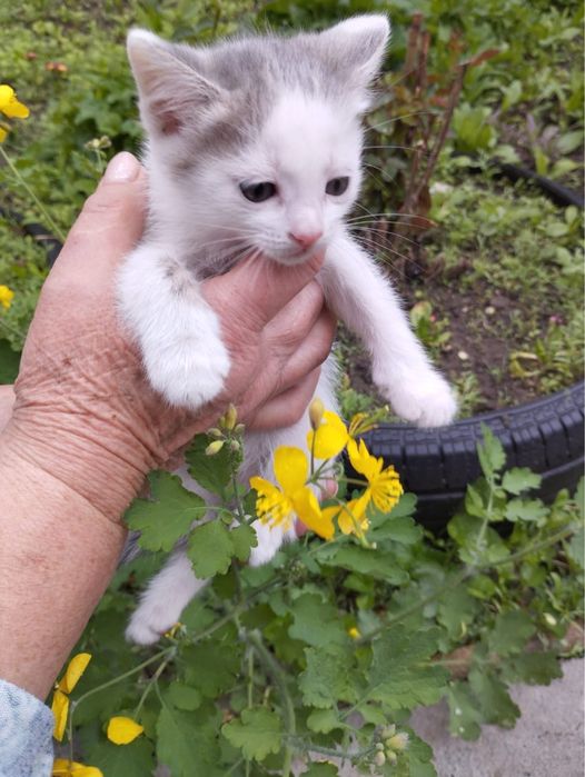 Отдам котят, девочки и мальчики, игривые